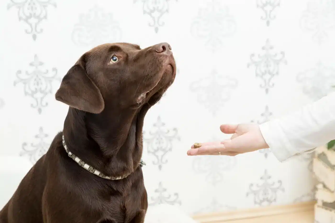 Ako ovplyvňuje strava správanie psa? Vyvraciame 3 mýty